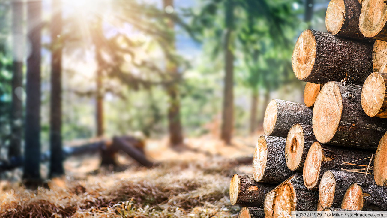 Holzfenster von Baumgarte